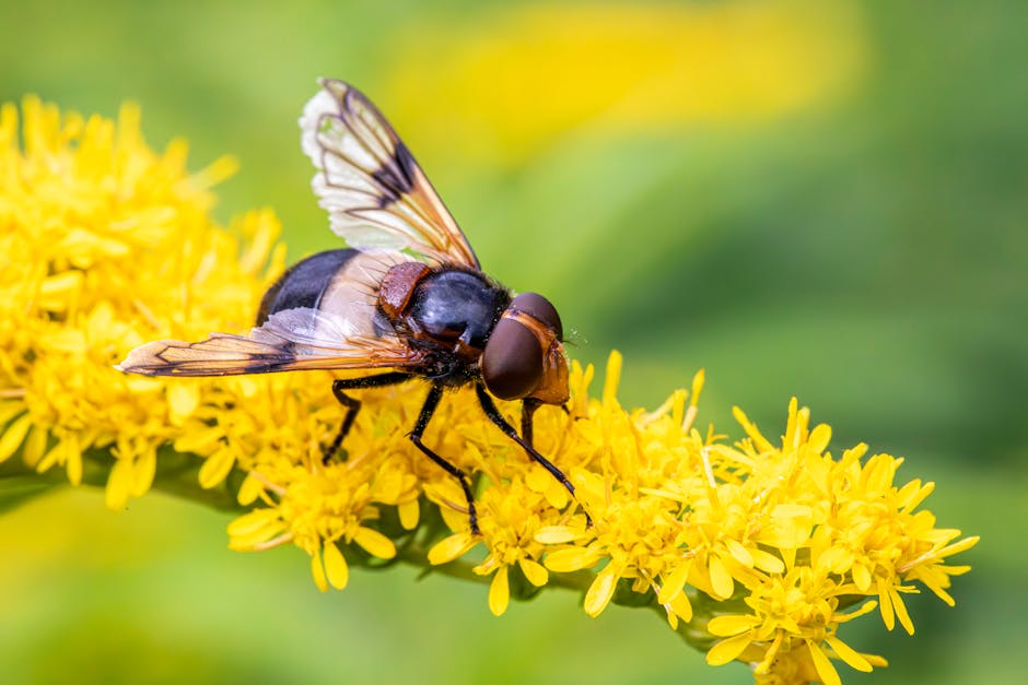 Understanding the role of pollinators in ecosystems