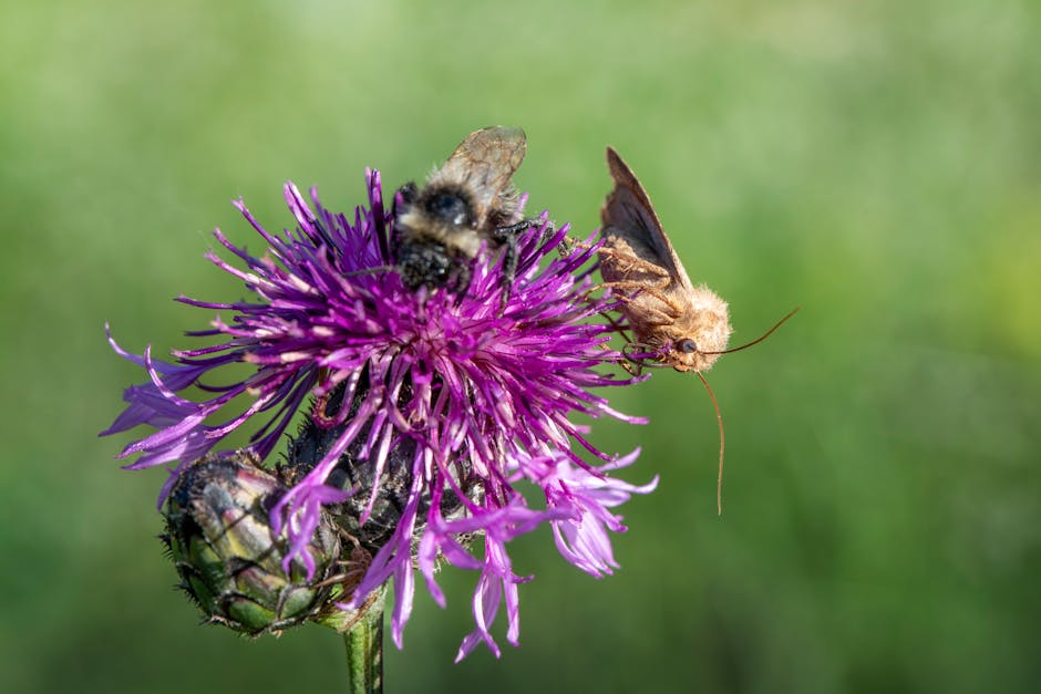 Understanding the role of pollinators in ecosystems