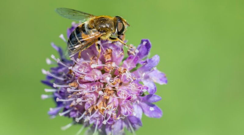 Exploring the Vital Role of Pollinators in Ecosystems