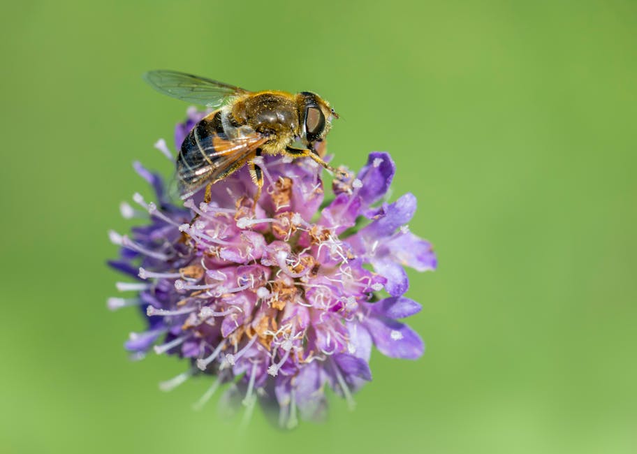 Exploring the Vital Role of Pollinators in Ecosystems