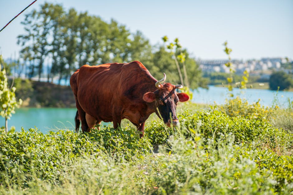 How to understand wildlife behaviors