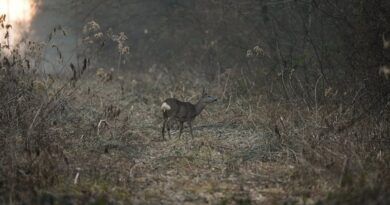 Preserving Natural Habitats: A Comprehensive Guide