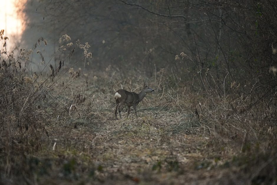 Preserving Natural Habitats: A Comprehensive Guide