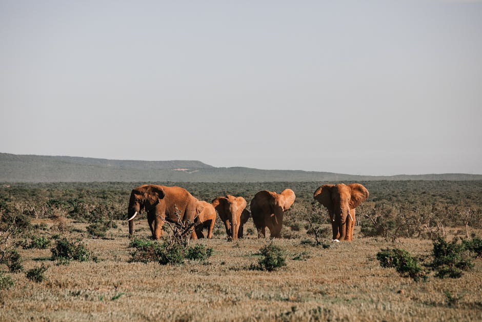 How to preserve natural habitats