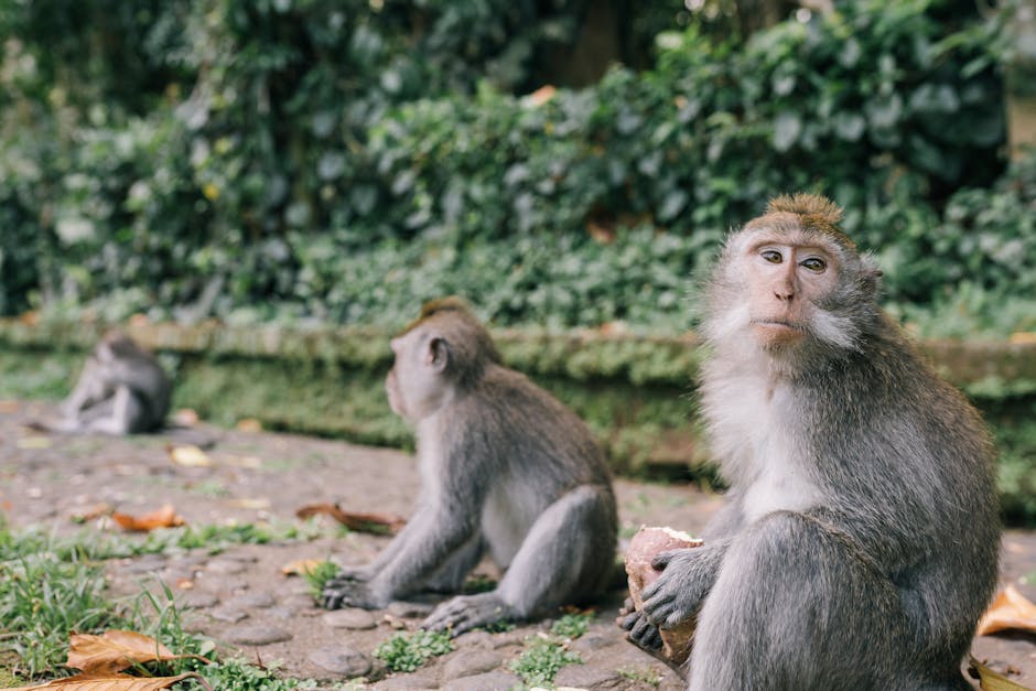 How to understand wildlife behaviors