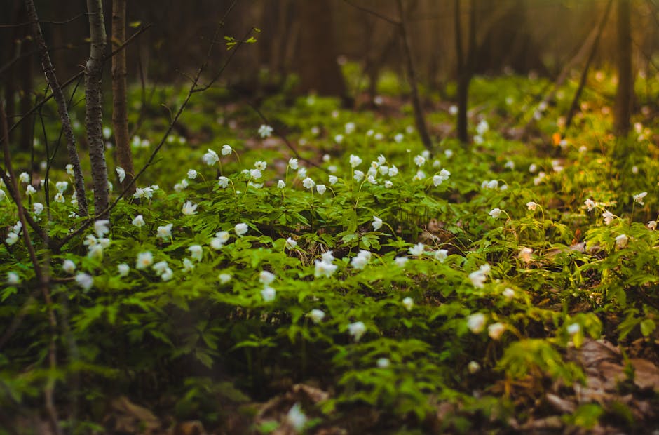 How to study plants in their natural habitat