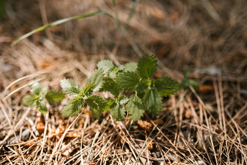 Understanding invasive species and their effects