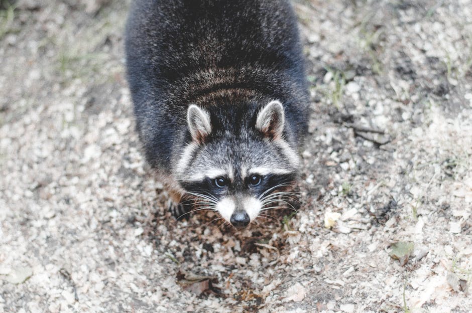 Exploring the Impact of Urbanization on Wildlife