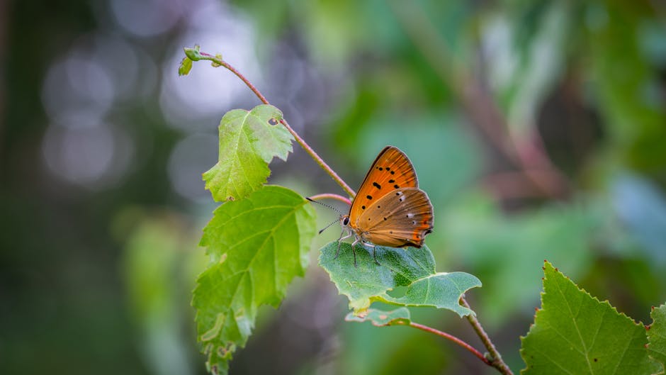 Breakthroughs in ecological studies