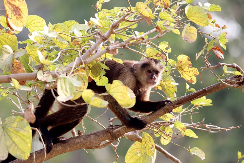 Exploring the biodiversity of rainforests