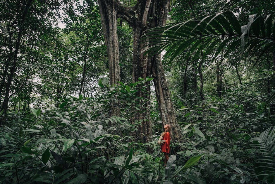 Exploring the biodiversity of rainforests