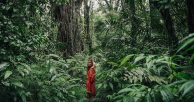 Exploring the Biodiversity of Rainforests