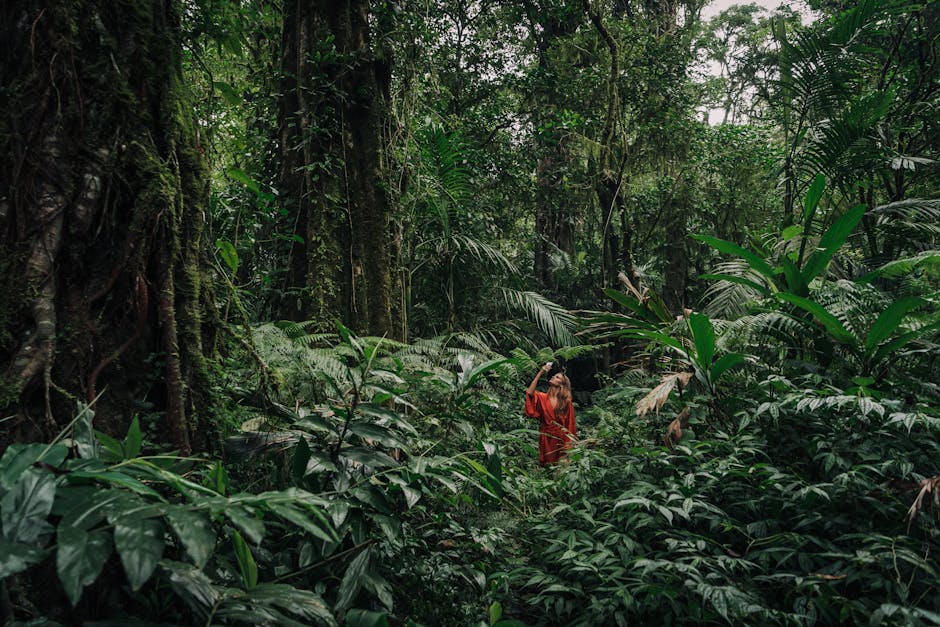 Exploring the biodiversity of rainforests