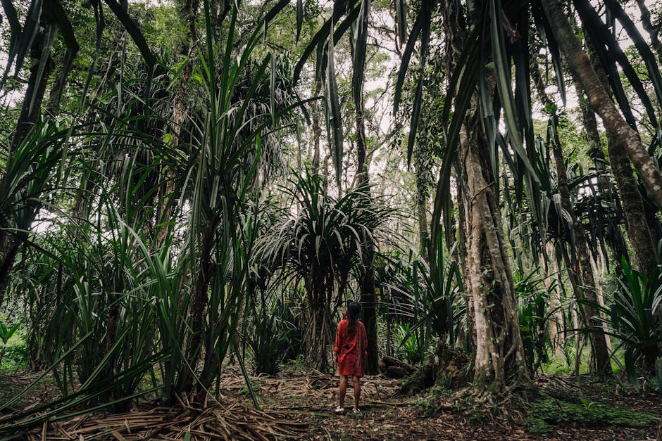 Exploring the biodiversity of rainforests